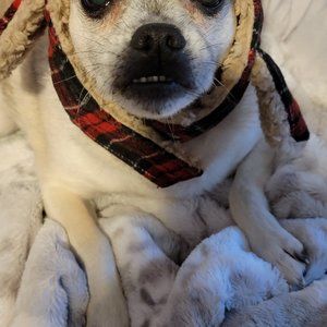 DOG COAT OUTFIT COSTUME LUMBERJACK 2 PIECES